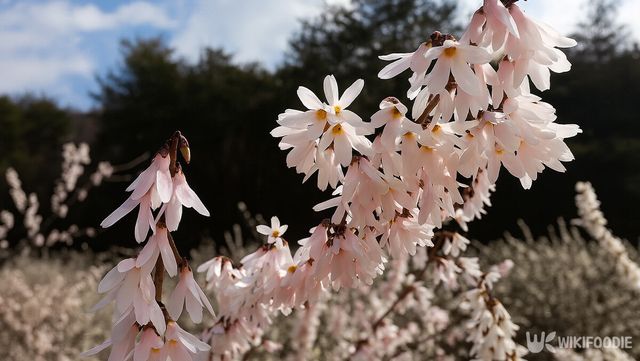 미선나무 자료 사진. / 위키푸디
