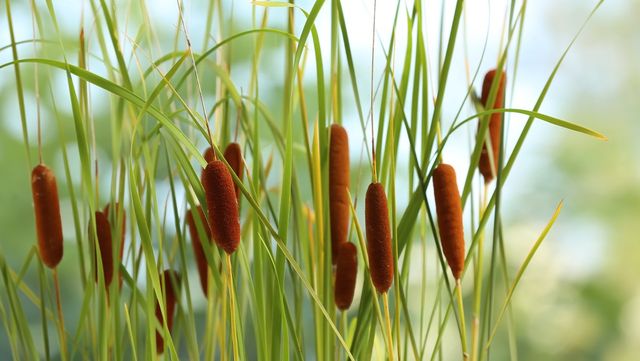 부들 자료 사진. /&nbsp;New Africa-shutterstock.com