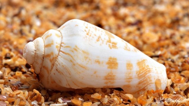 청자고둥은 치명적인 독성 물질을 가지고 있다. / yeshaya dinerstein-shutterstock.com