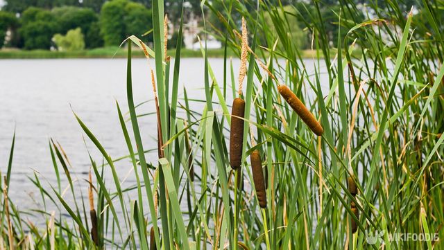 부들 자료 사진. /&nbsp;Auhustsinovich-shutterstock.com