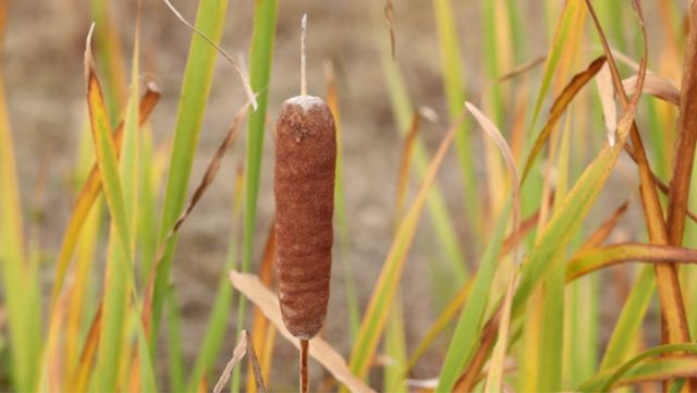 부들 자료 사진. / 국립생물자원관