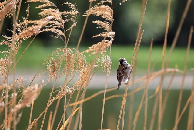 갈대밭과 참새 / k49red-shutterstock.com