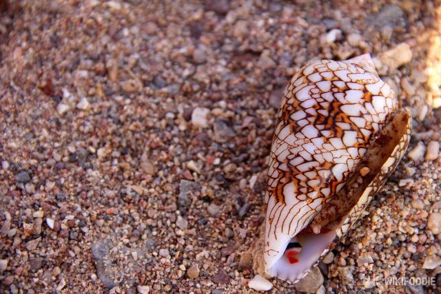 청자고둥 자료사진. / Lizard-shutterstock.com