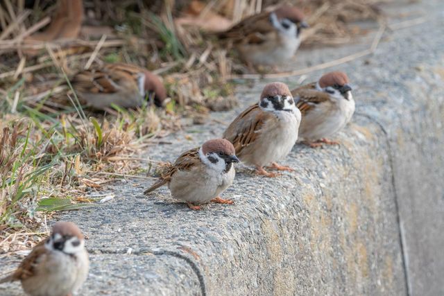 참새 무리 / kazutaka.Japan-shutterstock.com