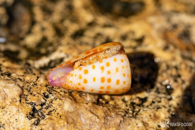 청자고둥 자료사진. / Piotr Velixar-shutterstock.com