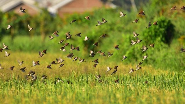 논밭 위를 나는 참새 / bayu pamungkas-shutterstock.com