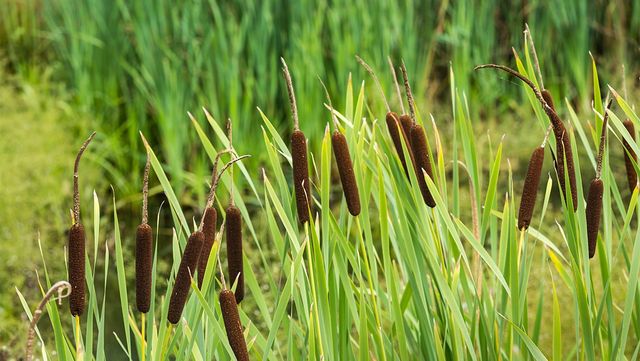 부들 자료 사진. /&nbsp;Ruud Morijn Photographer-shutterstock.com