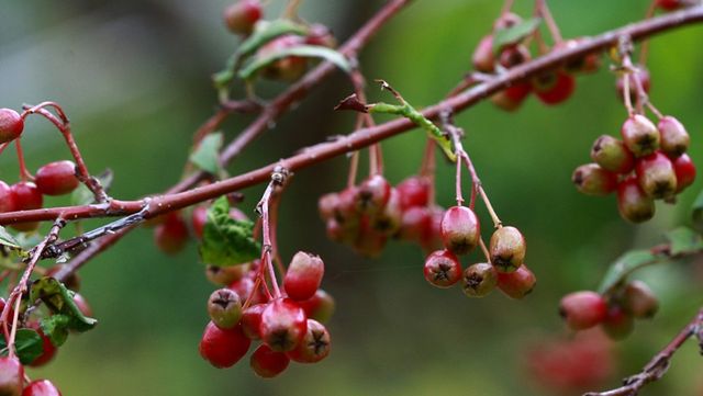 섬개야광나무 자료 사진. / 국립생물자원관
