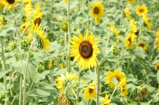 대저생태공원. / 부산광역시 강서구 공식 블로그