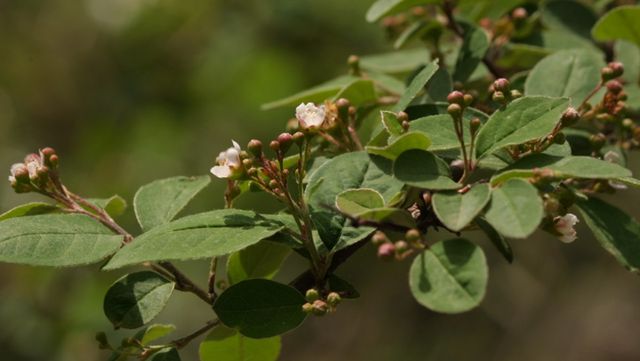 섬개야광나무 자료 사진. / 국립생물자원관