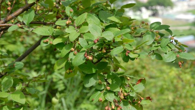 섬개야광나무 자료 사진. /