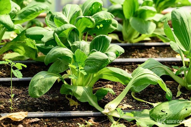 청경채 자료사진. / Nungning20-shutterstock.com