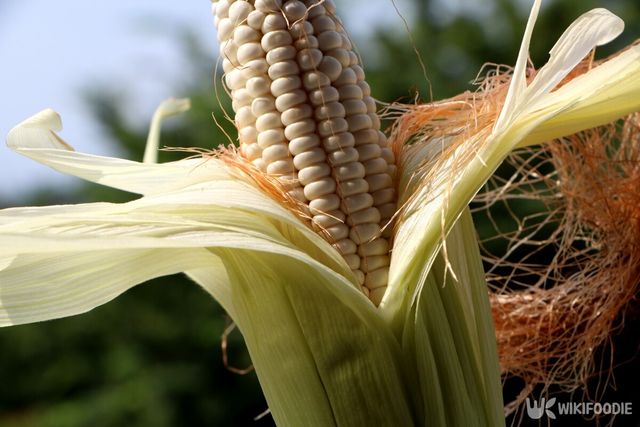 맛있는 옥수수를 고르려면 껍질과 수염을 잘 살펴야 한다. / shinja jang-shutterstock.com