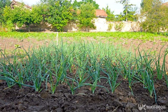 쪽파 자료사진. / rozdemir-shutterstock.com