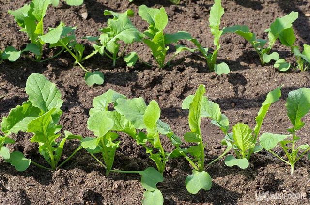 열무 자료사진. / Elena Koromyslova-shutterstock.com