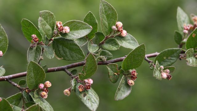 개야광나무 자료 사진. / 국립생물자원관