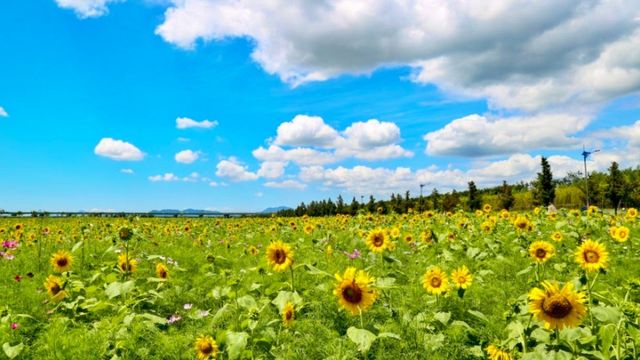대저생태공원. / 부산광역시 강서구 공식 블로그