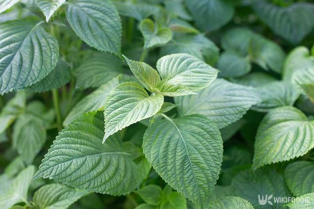 깻잎 자료사진. / mujijoa79-shutterstock.com