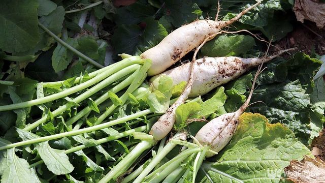 열무 자료사진. / Hyejin Kang-shutterstock.com