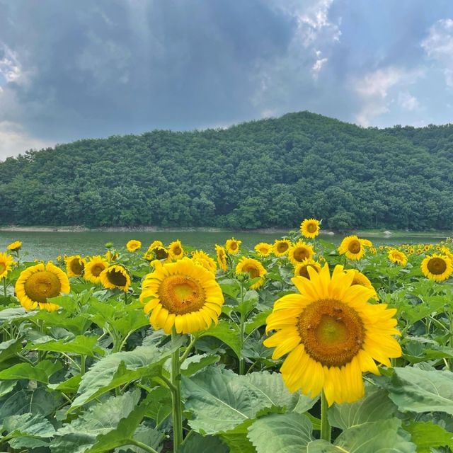 바실라. / 업체등록사진