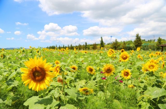 대저생태공원. / 부산광역시 강서구 공식 블로그