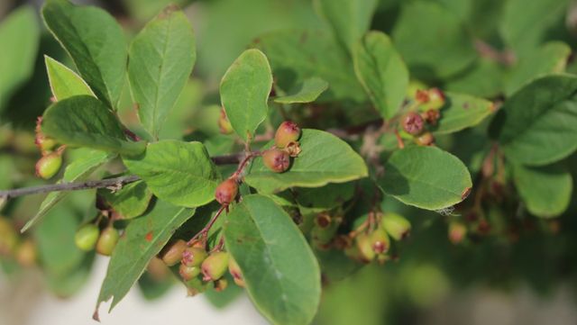 섬개야광나무 자료 사진. / 국립생물자원관