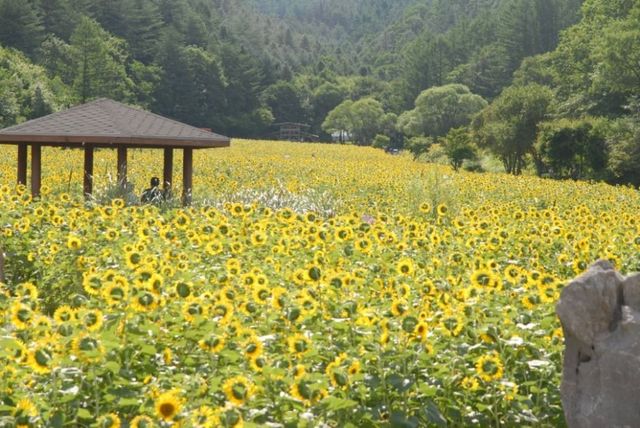 구와우마을. / 대한민국 구석구석