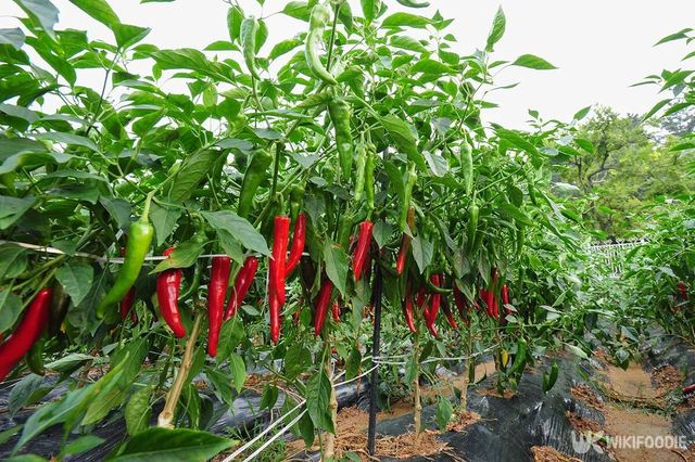 고추 자료사진. / Yeongsik Im-shutterstock.com