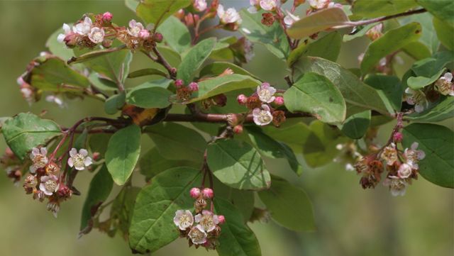 섬개야광나무 자료 사진. / 국립생물자원관