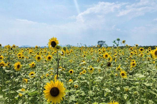대저생태공원. / 부산광역시 강서구 공식 블로그