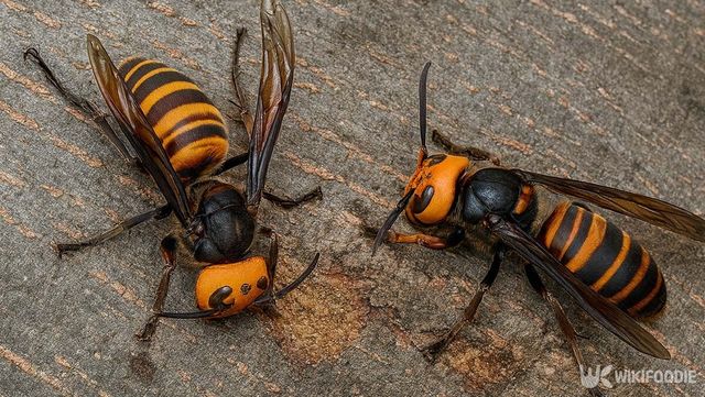 장수말벌 자료 사진. / 위키푸디