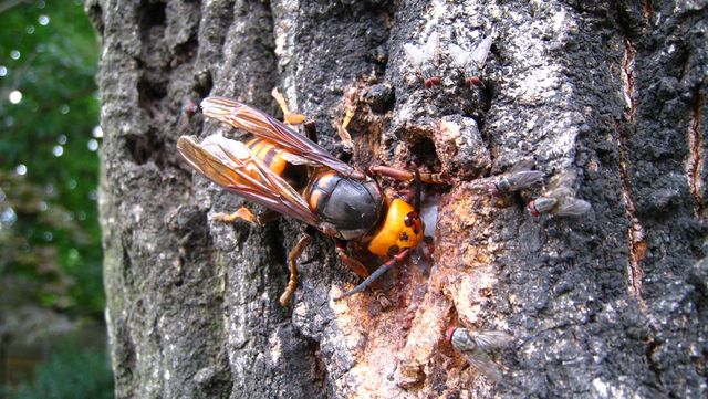 장수말벌 자료 사진. / 국립생물자원관