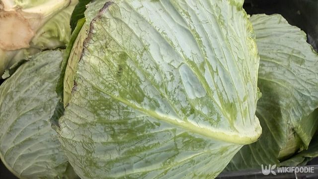 양배추 자료 사진. / 위키푸디