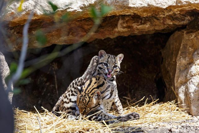 안데스산 고양이 두 마리 /&nbsp;Saad315-shutterstock.com
