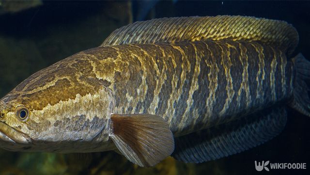 가물치 자료 사진. / 위키푸디