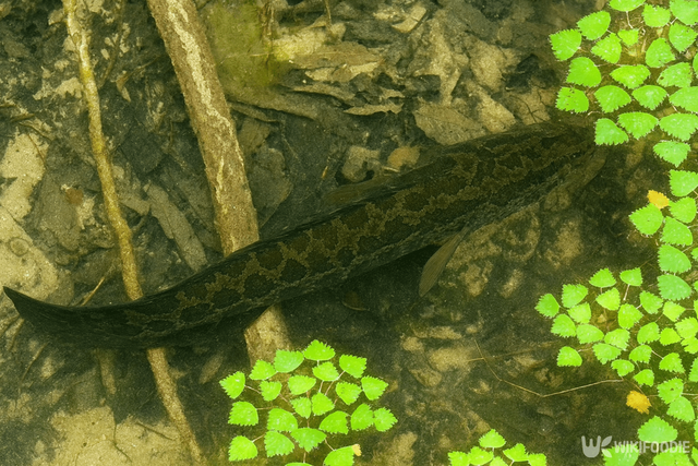 가물치 자료 사진. / 위키푸디