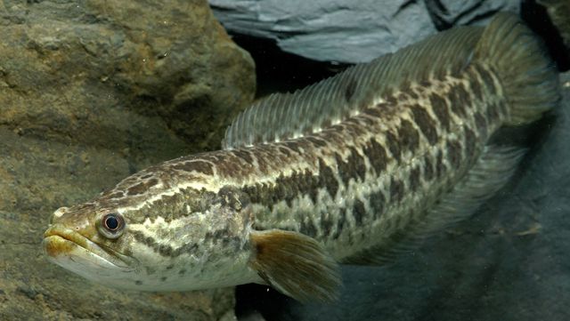 가물치 자료 사진. / FormosanFish-shutterstock.com