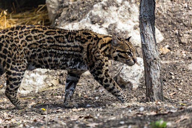 안데스산고양이 /&nbsp;Saad315-shutterstock.com