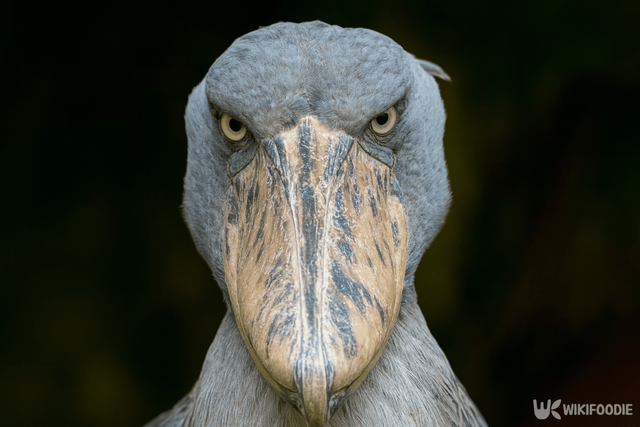 슈빌 자료 사진. / 위키푸디