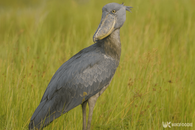 슈빌 자료 사진. / 위키푸디