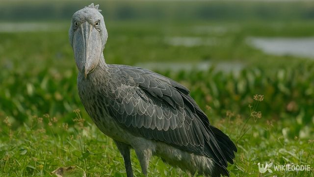 슈빌 자료 사진. / 위키푸디