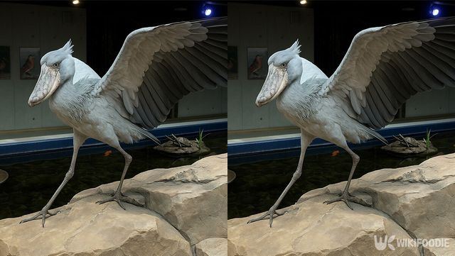 슈빌 자료 사진. / 위키푸디