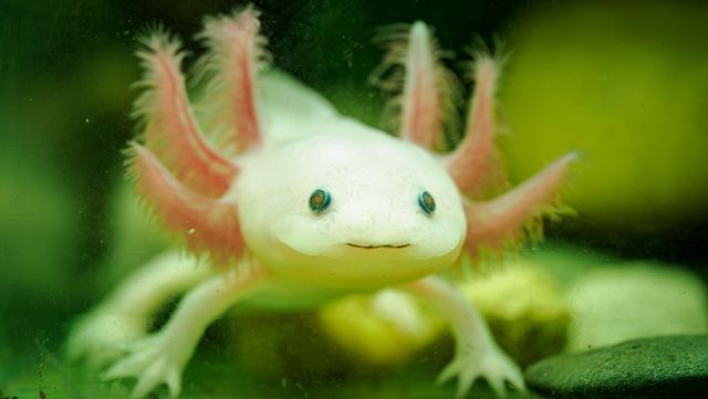 알비노 아홀로틀 /&nbsp;Lapis2380-shutterstock.com