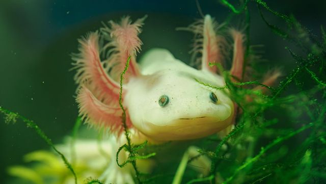 알비노 아홀로틀 /&nbsp;Lapis2380-shutterstock.com