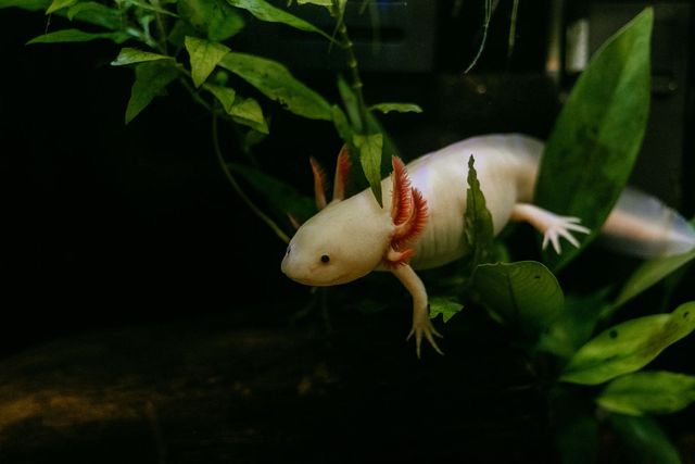 알비노 아홀로틀 /&nbsp;rsaggin-shutterstock.com