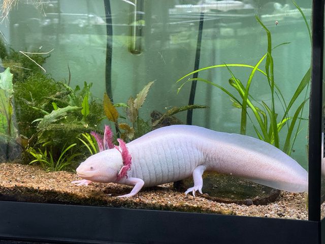 알비노 아홀로틀 /&nbsp;Mircea Costina-shutterstock.com