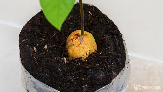 아보카도 재배 자료 사진. / 위키푸디