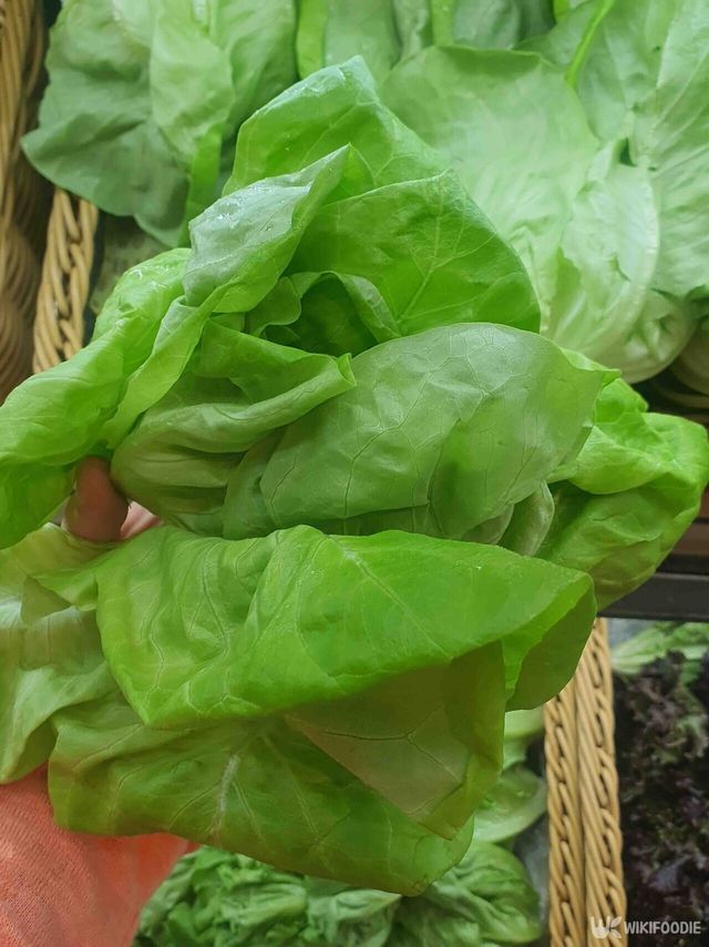 버터헤드 자료 사진. / 위키푸디