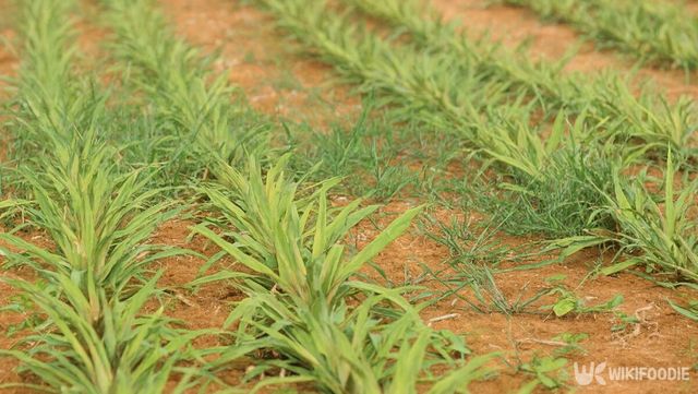 파인애플 자료 사진. / 위키푸디