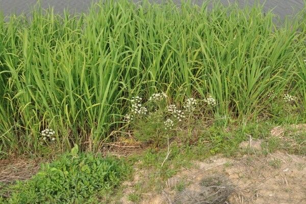 독미나리 자료 사진. / 국립생물자원관